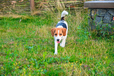 Beagle dog running. Copy space domestic dog concept. Pet background. Puppy beagle dog in natural parkの写真素材
