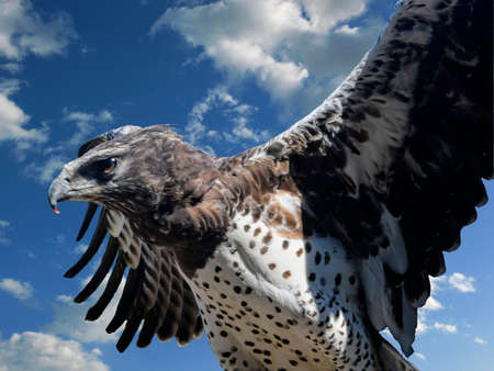 Bird of prey - eagle against the background of blue sky. Bird of prey on blue backround