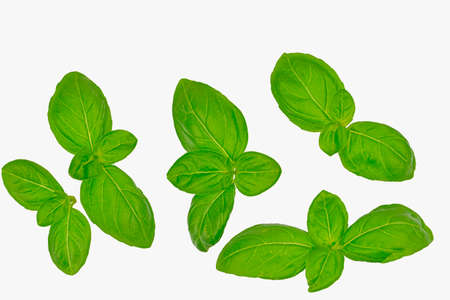 Basil isolated. Basil leaf on white. Basil leaves top view set. Basil leaves isolated on white...