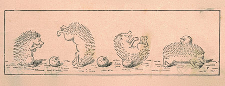 Black and white antique illustration shows a hedgehog rolling. Vintage illustration shows a cute hedgehog picking the apple up. Old picture from fairy tale book. Storybook illustration published 1910の写真素材
