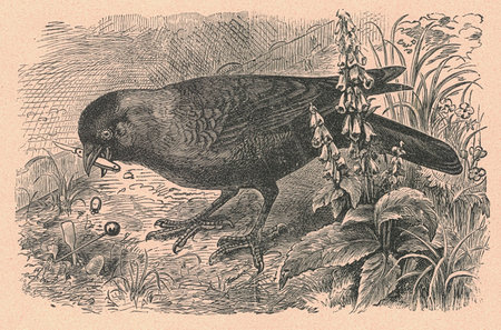 Black and white antique illustration shows a black bird. Vintage illustration shows the black bird. Old picture from fairy tale book. Storybook illustration published 1910の写真素材
