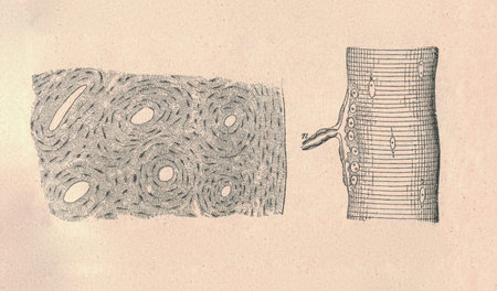 Cross section of the bone and the part of muscle. Vintage illustrationの写真素材
