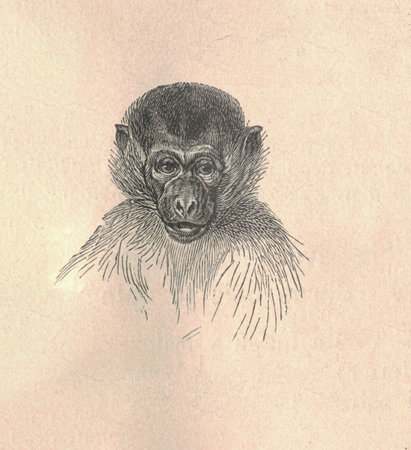 Antique engraved illustration of a guenon monkey head. Vintage illustration of a guenon monkey head....