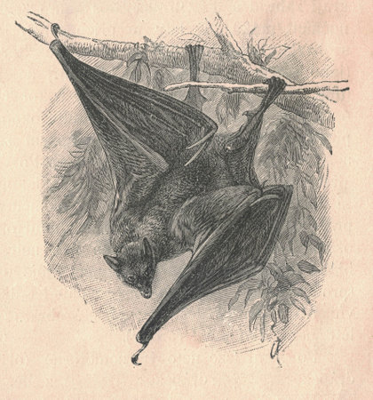 Antique engraved illustration of a megabat. Vintage illustration of a megabat. Antique engraved picture of a megabatの写真素材