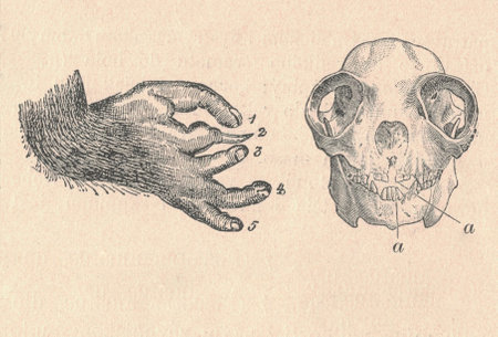 Antique engraved illustration of a prosimians leg and cranium. Vintage illustration of a prosimians leg and cranium. Antique engraved picture of a prosimians leg and cranium. Including letter legendの写真素材