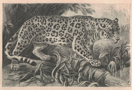 Antique engraved illustration of the jaguar (Panthera onca). Vintage illustration of the jaguar. Antique engraved picture of the jaguar.の写真素材
