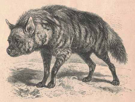 Antique engraved illustration of the striped hyena (Hyaena hyaena). Vintage illustration of the striped hyena. Antique engraved picture of the striped hyena.の写真素材