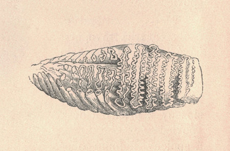 Antique engraved illustration of the mammoth molar. Vintage illustration of the mammoth molar. Antique engraved picture of the animal.の写真素材