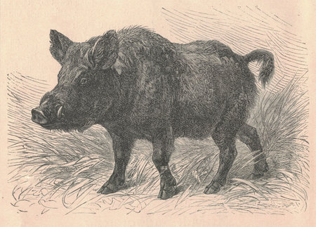 Antique engraved illustration of the wild boar. Vintage illustration of the wild pig. Antique engraved picture of the animal.の写真素材