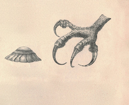 Antique engraved illustration of the bird eye and the falcon talon. Vintage illustration of the bird eye and the falcon talon. Old engraved picture of the animal.の写真素材