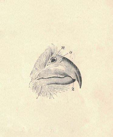 Antique engraved illustration of the falcon hooked beak. Antique engraved illustration of the hooked beak. Vintage illustration of the falcon beak. Old engraved picture of the animal.の写真素材