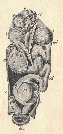 Antique engraved illustration of the bird ovary and salpinx (hen). Vintage illustration of the bird ovary and salpinx (hen). Antique engraved picture of the animal. Including figure legends.の写真素材