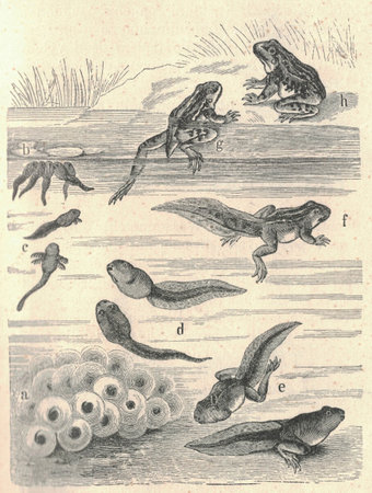 Antique engraved illustration of the frog metamorphosis. Vintage illustration of frog metamorphosis. Old engraved picture of the tadpole and frog.の写真素材
