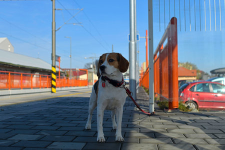A dog waits for his owner at the train station. The concept of loyalty, abandonment and canine friendshipの写真素材