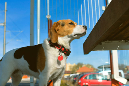 The beagle dog waits satly at the station. The concept of loyalty, abandonment and canine friendship. A dog devotedly waiting for its masterの写真素材