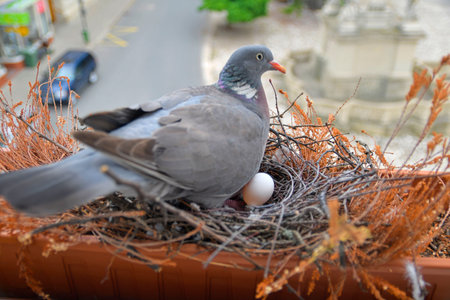Doves sitting on eggs. Doves and eggs. Pigeons nest with an egg built on a windowsill in the cityの写真素材
