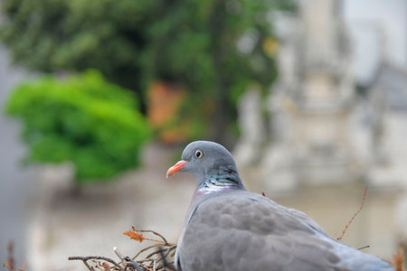 A pigeon in a nest in a flower box outside the window. Dove sits in a nest outside a window. Pigeons in the town. Life of pigeons in the cityの写真素材