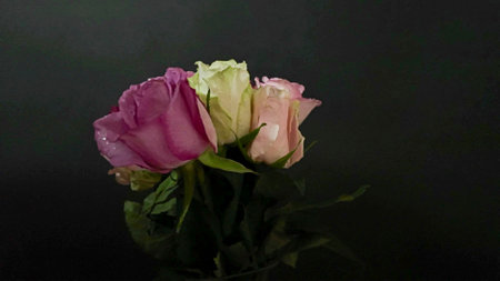 Bouquet of multicoloured roses on a black background. Multicolored roses on dark background. Concept of romance, Valentines Day, wedding dayの写真素材