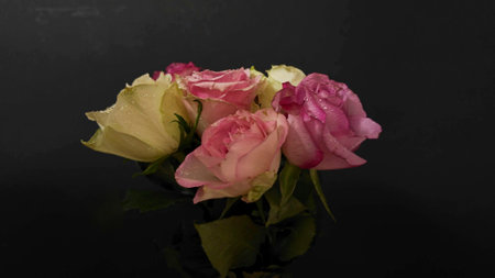 Bouquet of red and white roses on black background. Blossoming roses on dark background. Roses and noir vibeの写真素材