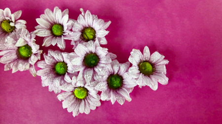 Tiny white chrysanthemum flowers float in the water. Raindrops fall on chrysanthemum flowers on a purple background. Concept of spa, wellness, self-care. Slow motionの写真素材