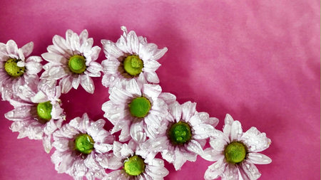 Tiny chrysanthemum flowers floating in water. Chrysanthemum flowers moving in water on purple...