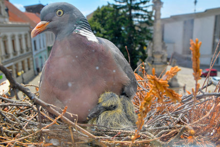 A pair of pigeons have made a nest in a small flower box on a window sill. The concept of bird life in the town. View through the window of the roomの写真素材