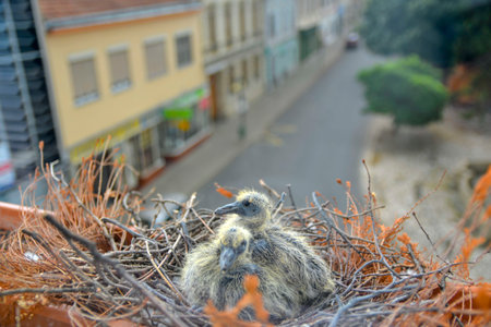 Two little squabs in the nest. Two days old baby pigeons. Pigeon bird nest on the window ledge. View through the window of the room. The concept of pigeon life in the cityの写真素材