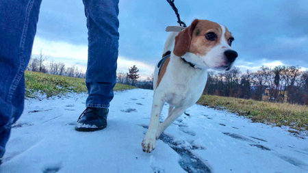 Dog on a leash during a stroll with his owner. Walking with a dog on a snow-covered path. Dog sniffs snowの写真素材