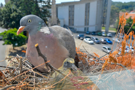 A dove and two little pigeons in the nest. Two days old baby squabs. Pigeon bird nest on the window ledge. View through the window of the room. The concept of pigeon life in the cityの写真素材