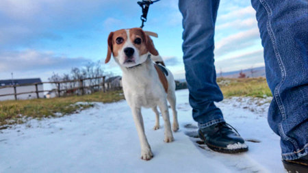 A man walks his dog through a snowy landscape. Dog on a walk in melting snow. The concept of walking a dog and the friendship of a dog masterの写真素材