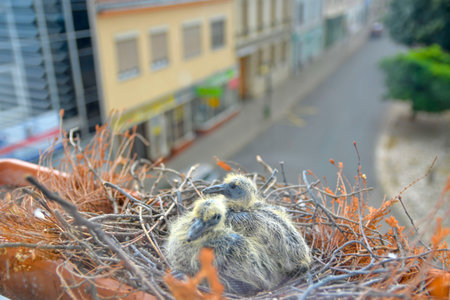 Two little squabs in the nest. Two days old baby pigeons. Pigeon bird nest on the window sill. The concept of pigeon life in the urban environmentの写真素材