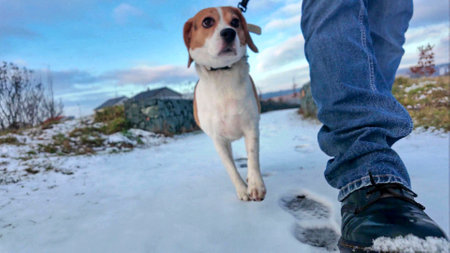 A dog on a walk on a snowy path. Walking a dog in winter. The concept of a healthy lifestyle with a dogの写真素材