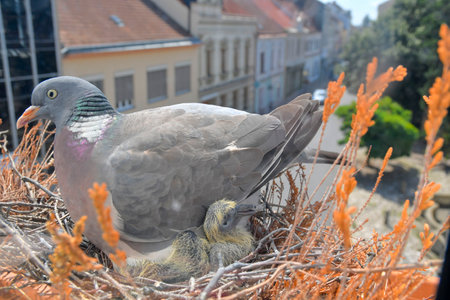A dove warms the little pigeons. The concept of pigeon life in the cityの写真素材