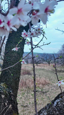 View of almond blossoms on a twig. A view of a row of almond trees in a orchard. Focus on background. Concept of agriculture and gardeningの写真素材
