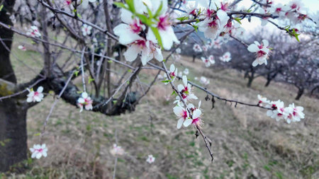 A view of an almond orchard in bloom. Almond tree orchard in flower in spring. White almond blossoms on a twig at sunset. The concept of farming and orcharding. Close-upの写真素材