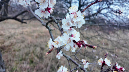 A view of an almond orchard in bloom. Almond orchard in blossom in spring. White almond flowers at dusk. The concept of gardening and orchardingの写真素材