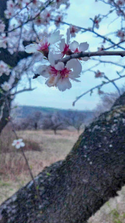 A view of an almond orchard in bloom. Almond tree orchard in flower in spring. White almond blossoms on a branch in the wind. The concept of agriculture and orcharding. View of the crown of a flowering almond treeの写真素材