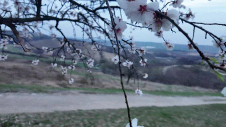 A view of an almond orchard in bloom. Almond tree orchard in flower in spring. White almond blossoms on a twig at sunset. The concept of farming and orcharding. View of the surrounding landscape, close-up.の写真素材