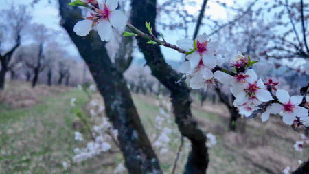 A view of an almond orchard in bloom. Almond orchard in blossom in spring. White almond flowers at dusk. The concept of gardening and orchardingの写真素材