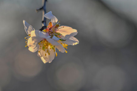 Blossoms on almond trees. Blooming almond trees in almond orchard. Concept of flowering trees in spring. The agricultural and orcharding concept. Macro image, close-upの写真素材