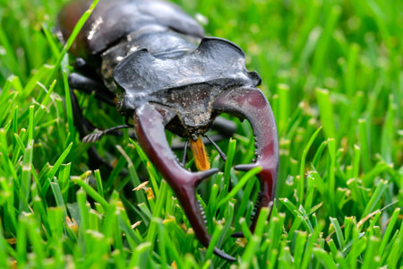 Macro image of a European stag beetle in grass. Close-up of the large mandibles of a male European...