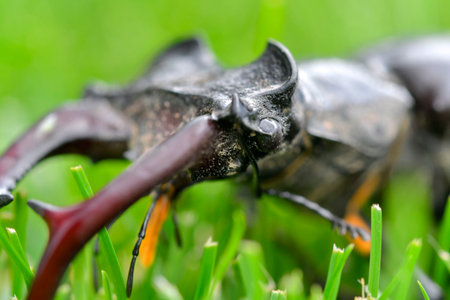Macro image of a European stag beetle in grass. Close-up of the large mandibles of a male European stag beetle. Concept of endangered species and protected insects.の写真素材
