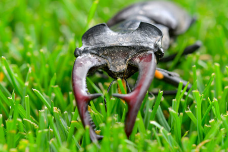 Macro shot of a European stag beetle in the grass. Close-up of a male European stag beetle. Concept of endangered species and protected insectsの写真素材