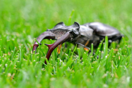 Macro shot of a European stag beetle. Large mandibles of a European stag beetle. Close-up of stag beetle in tall grass. Concept of endangered insect speciesの写真素材