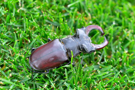 Macro shot of a European stag beetle in the grass. Close-up of a male European stag beetle. Top view of a European stag beetle in the grass. Concept of endangered species and protected insects.の写真素材