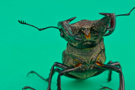 Macro shot of a European stag beetle on a chroma key background. Close-up of a male European stag beetle. European stag beetle on a green background. Concept of endangered species and protected insects.の写真素材