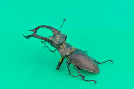 Macro shot of a European longhorn beetle on a chroma key background. Close-up of a male European longhorn beetle. European longhorn beetle on a green background. Concept of endangered species and protected insects.の写真素材