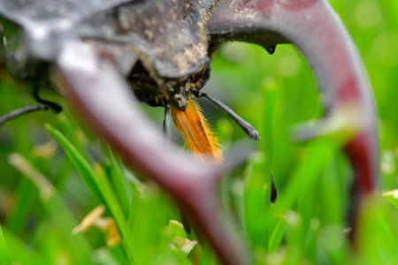 Macro shot of a European stag beetle in the grass. Close-up of the large mandibles of a male....