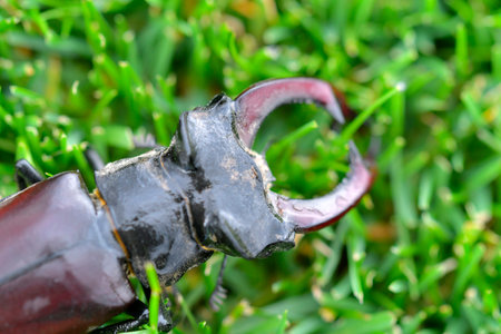 Macro shot of a European stag beetle. Large mandibles of a European stag beetle. Close-up of stag beetle in the grass. Concept of endangered insect species.の写真素材