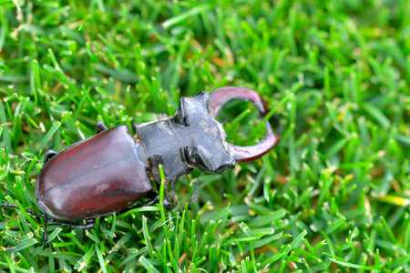 Macro shot of a European stag beetle in the grass. Close-up of a male European stag beetle. Top view...